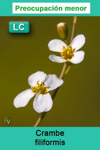 Crambe filiformis