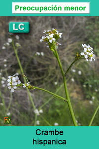 Crambe hispanica