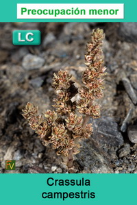 Crassula campestris