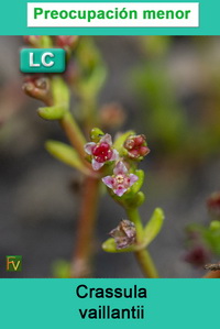 Crassula vaillantii