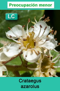 Crataegus azarolus