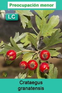 Crataegus granatensis