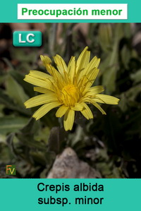 Crepis albida minor