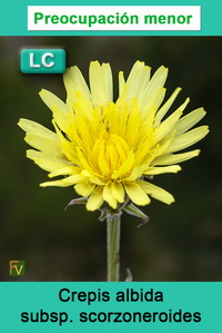 Crepis albida scorzoneroides