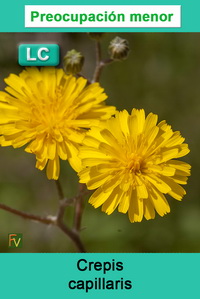 Crepis capillaris