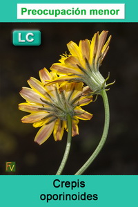 Crepis oporinoides