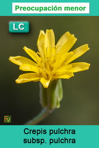 Crepis pulchra pulchra