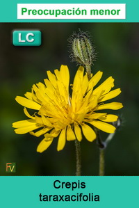 Crepis taraxacifolia