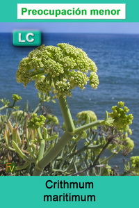 Crithmum maritimum