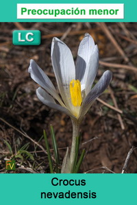 Crocus nevadensis