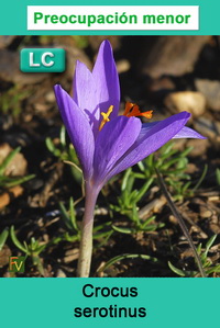 Crocus serotinusi