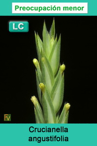 Crucianella angustifolia