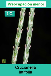 Crucianella latifolia