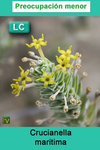 Crucianella maritima