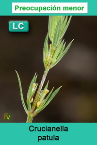 Crucianella patula