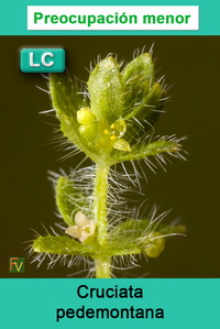 Cruciata pedemontana