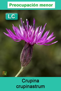 Crupina crupinastrum