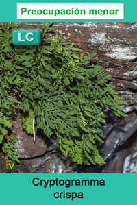Cryptogramma crispa