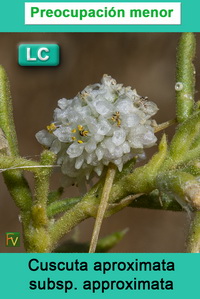 Cuscuta aproximata approximata