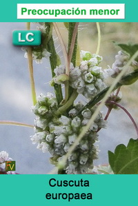 Cuscuta europaea