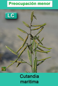 Cutandia maritima
