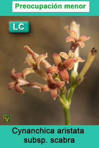 Cynanchica aristata scabra