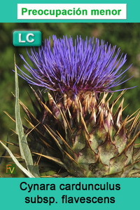 Cynara cardunculus flavescens