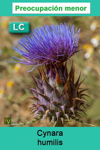 Cynara humilis