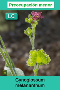 Cynoglossum melananthum