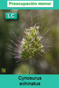 Cynosurus echinatus