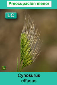 Cynosurus effusus