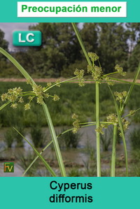 Cyperus difformis