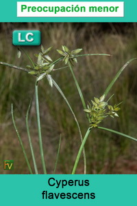 Cyperus flavescens