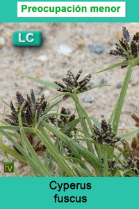 Cyperus fuscus