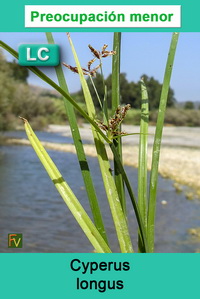 Cyperus longus