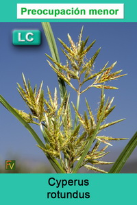 Cyperus rotundus