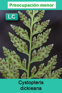 Cystopteris dickieana