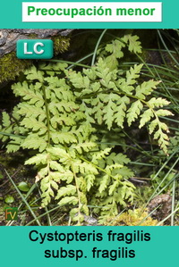 Cystopteris fragilis fragilis