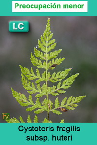 Cystoteris fragilis huteri