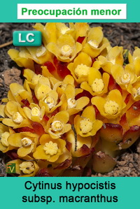 Cytinus hypocistis macranthus