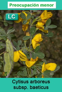 Cytisus arboreus baeticus