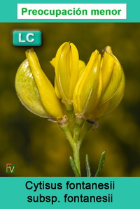 Cytisus fontanesii fontanesii