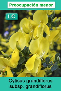 Cytisus grandiflorus grandiflorus