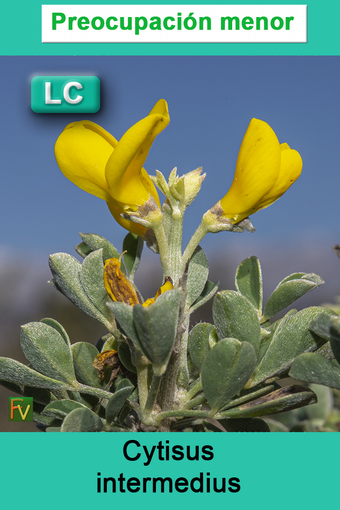 Cytisus intermedius