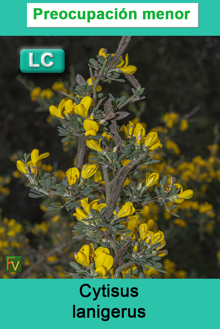Cytisus lanigerus