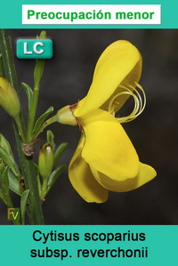 Cytisus scoparius reverchonii