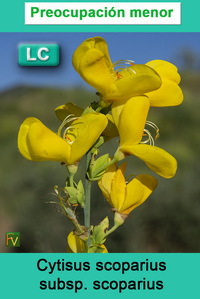 Cytisus scoparius scoparius