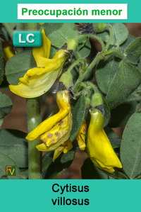Cytisus villosus