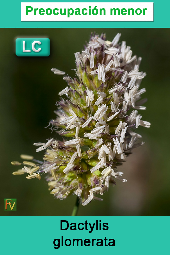 Dactylis glomerata