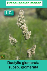 Dactylis glomerata glomerata